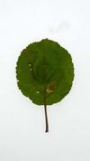 Leaf from Danziger Kantapfel